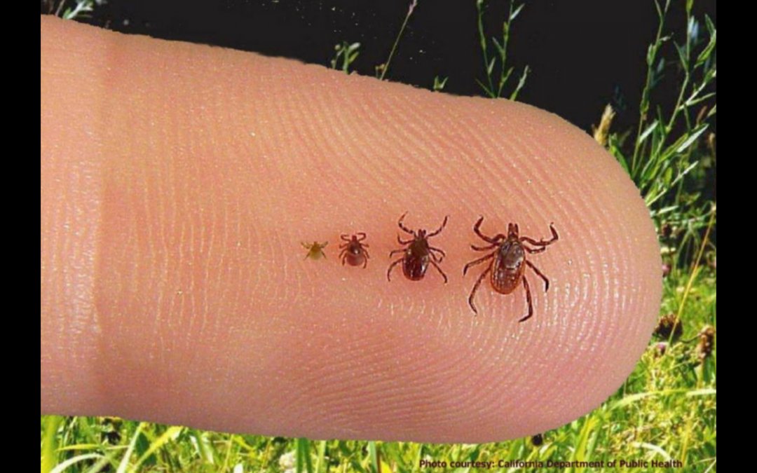 Ticks and Lyme Disease: What you need to know!
