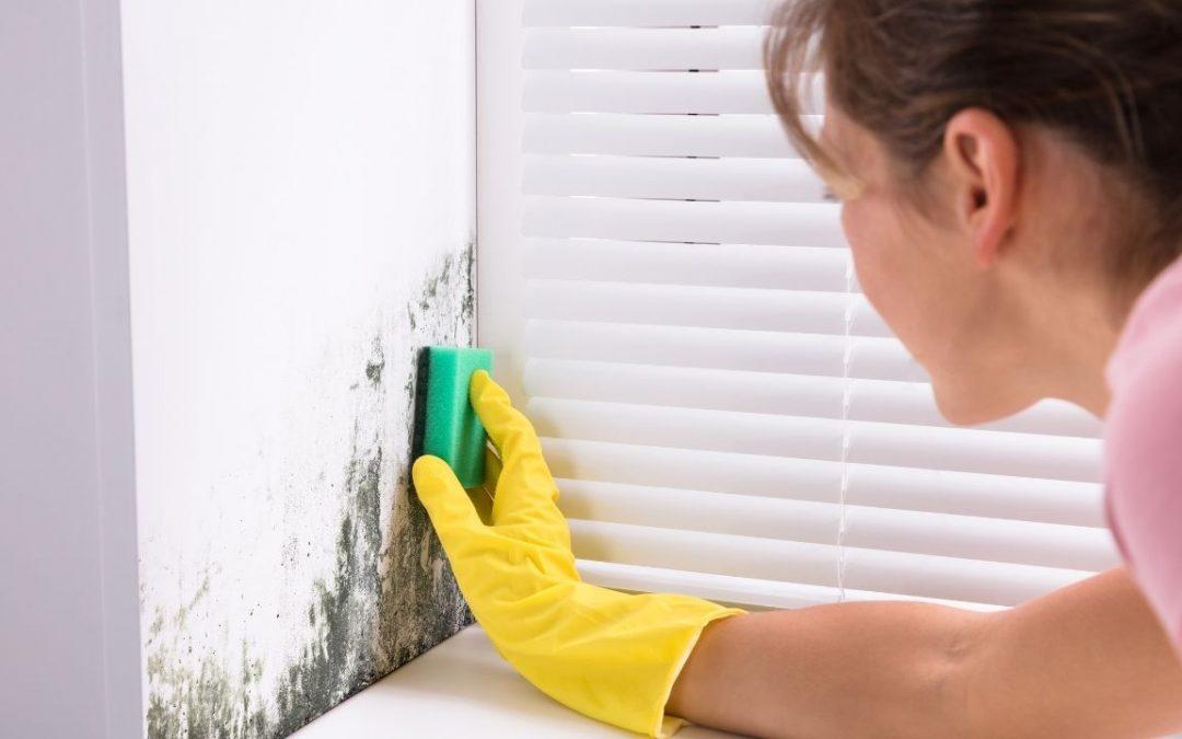 Dealing with Mold: Natural Solutions for You and Your Home
